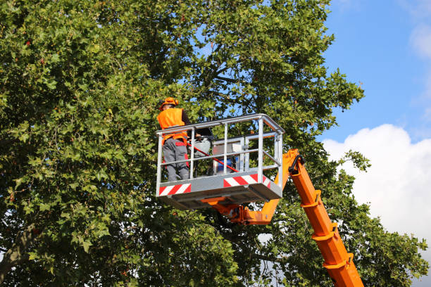 Best Tree Health Inspection  in Carbon Cliff, IL